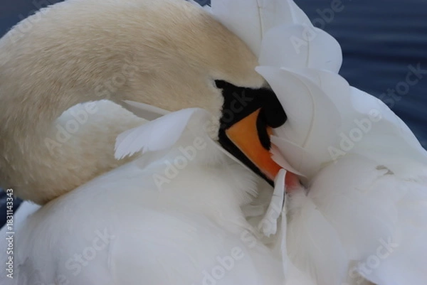 Obraz Mute swan preening its feathers