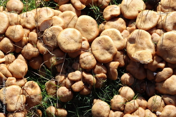 Obraz Honey fungus mushrooms in autumn