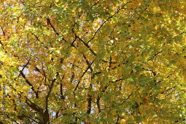 Obraz Autumn leaf colours on a beech tree