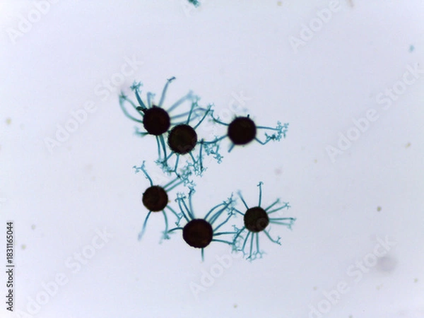 Fototapeta Detailed Microscopy of Powdery Mildew Fungi Sexual Stage: Spherical Ascocarp with Terminal Appendages for Species Identificat