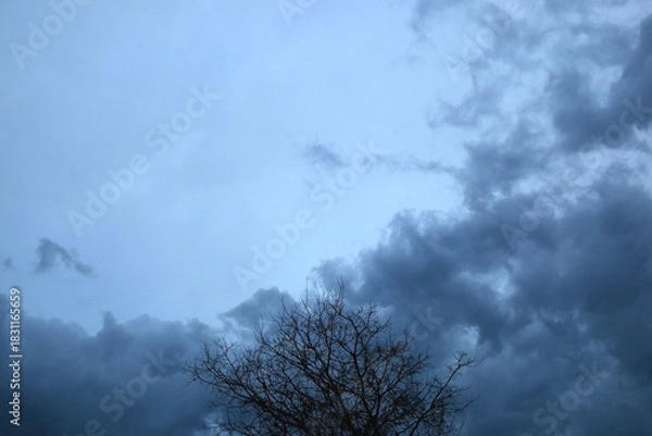 Fototapeta Bare tree branches in the winter. Dramataic sky in the background. Selective focus.