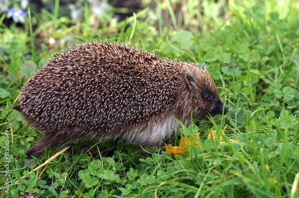 Obraz hedgehog in the grass
