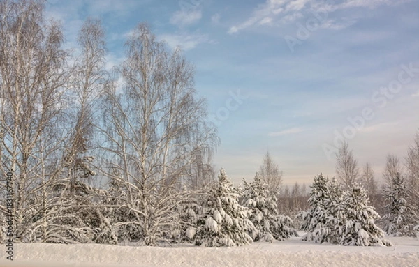 Obraz Winter forest landscape