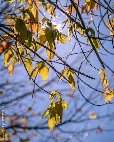 Obraz Folhagem de outono