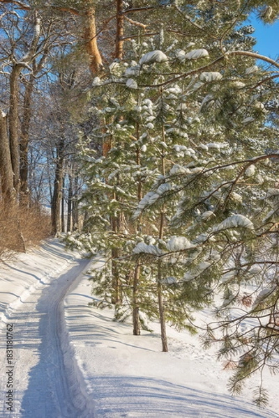 Obraz A path in a winter snow-covered forest