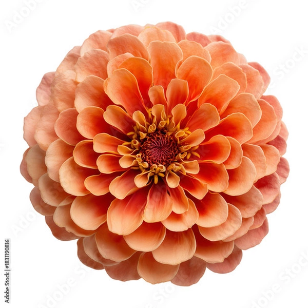 Obraz Vibrant Bloom of a Peach Zinnia Flower Exuding Natural Beauty and Elegance on Transparent Background