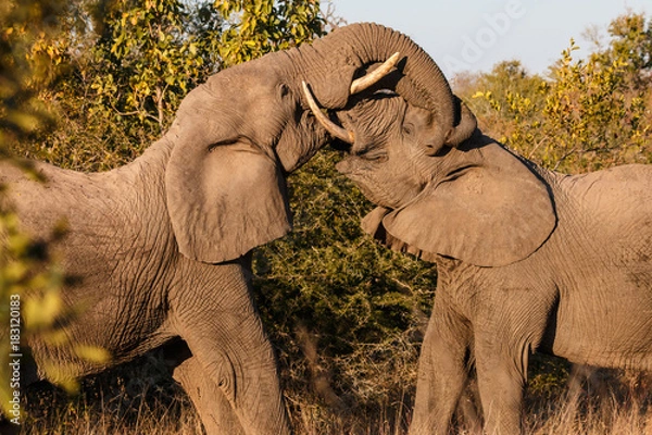 Fototapeta Elephants Fighting