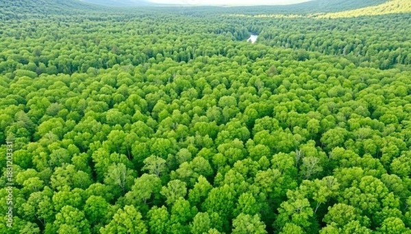 Obraz Lush Green Forest Aerial Texture Scenic View