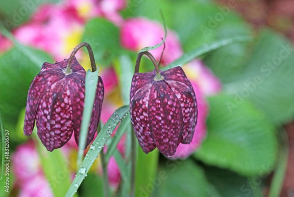Obraz Fritillary flowers in Spring