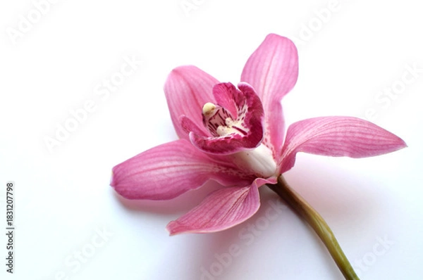Obraz One beautiful cymbidium orchid flower on a white background. Copy space, selective focus.