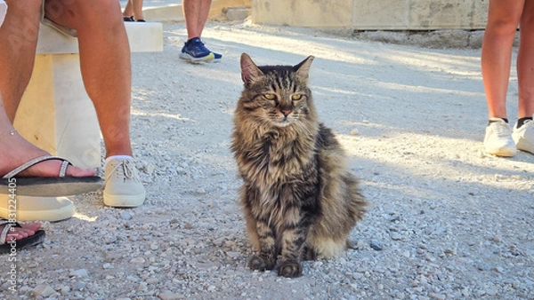 Obraz cat between the people