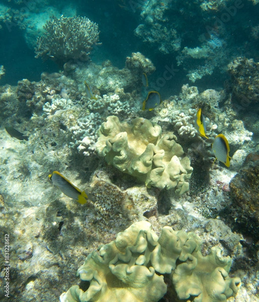Obraz Close view of reef