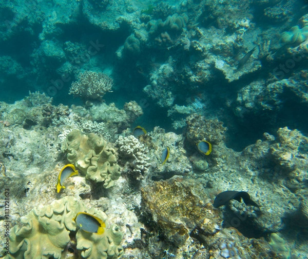 Obraz Close view of reef