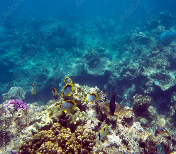 Obraz Close view of reef