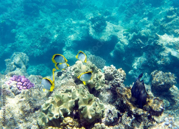 Obraz Close view of reef