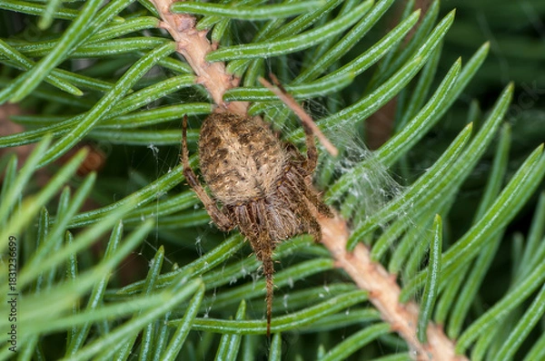 Obraz Spotted orb weaver spider on spruce tree in Minnesota