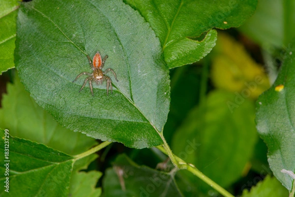 Obraz Female Dimorphic Jumper spider resting on a leaf in the forest.