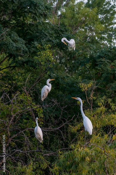 Obraz Four Great Egrets roosting in a tree at sunset.