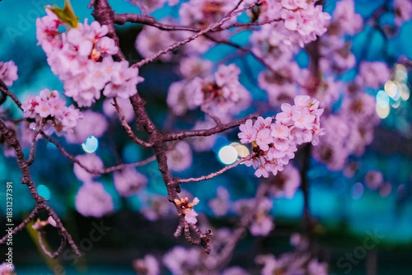 Obraz pink cherry blossom