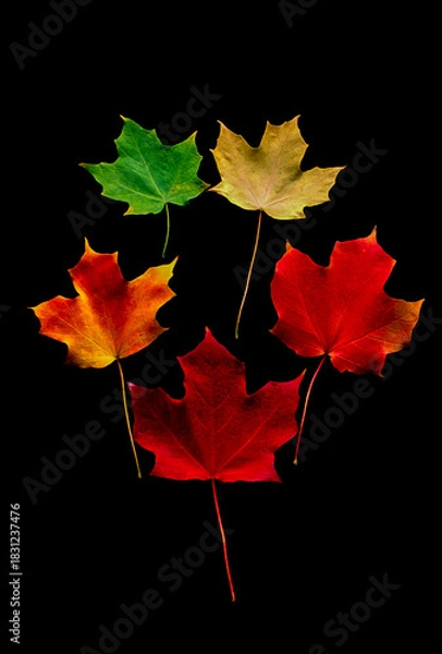 Obraz Different colored fall leaves from same tree