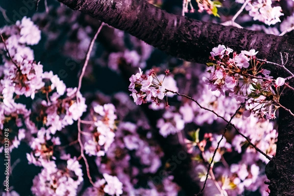 Obraz pink cherry blossom