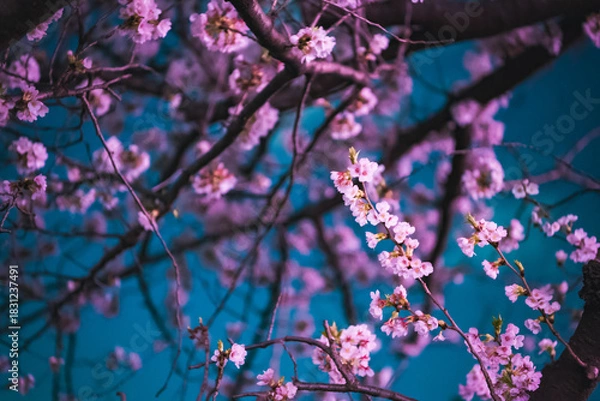 Obraz pink flowers in the wind