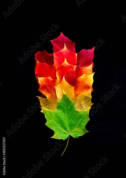 Obraz Different colored fall leaves from same tree