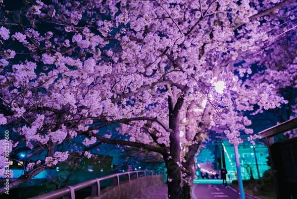 Obraz tree in the park