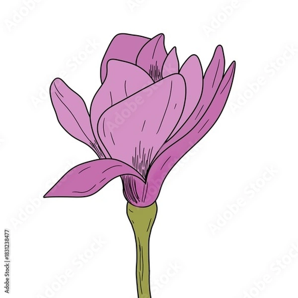 Obraz Simple drawing of a magnolia flower