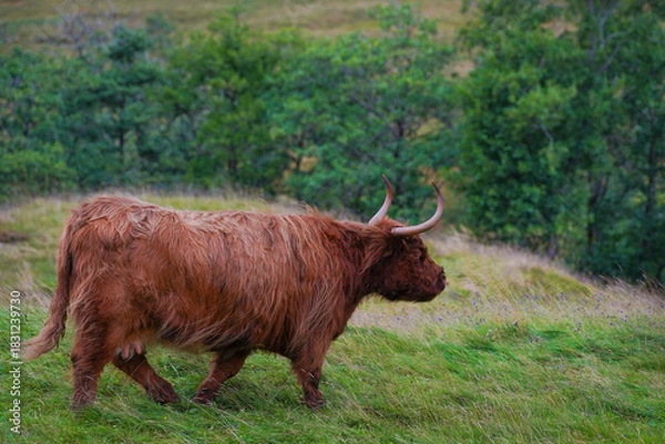 Obraz A brown highland cow in Glen Nevis in Scotland 