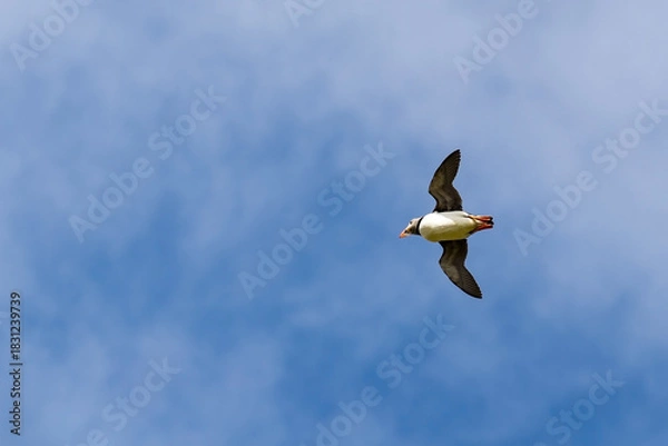Obraz Atlantic puffin flying near the isle of May in Scotland. The puffins breed on the isle of May, a small island in the Firth of Forth. 