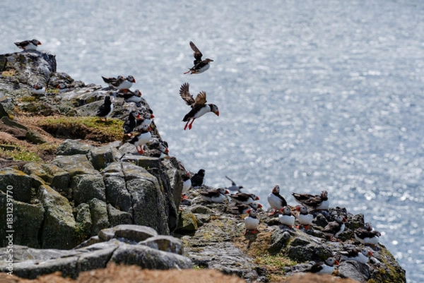 Obraz Atlantic puffins on the isle of May in Scotland. The puffins breed on the isle of May, a small island in the Firth of Forth. 