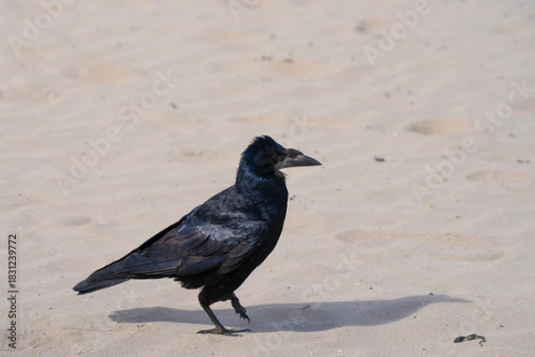 Obraz Close-up of a rook bird on a beach