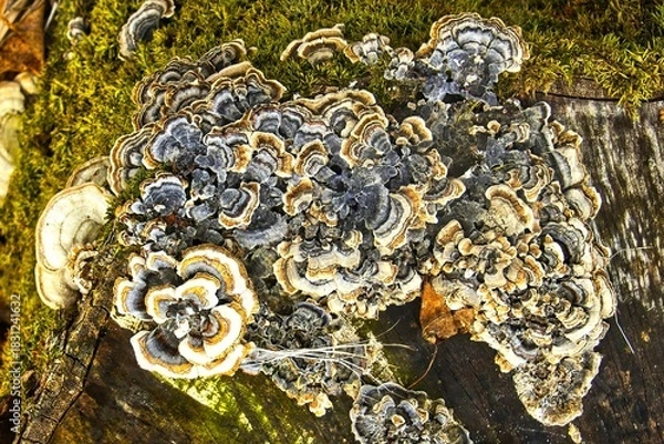 Obraz Closeup of a colorful Turkey Tail Mushroom attached to a tree on a winter day in a Northern Wisconsin forest.