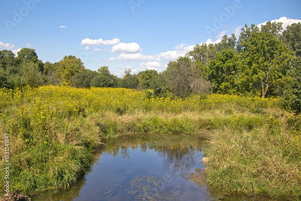 Obraz Summer day view of a creek and marsh in a lush green forest along the Illinois Prairie Path in suburban Chicago, Illinois.