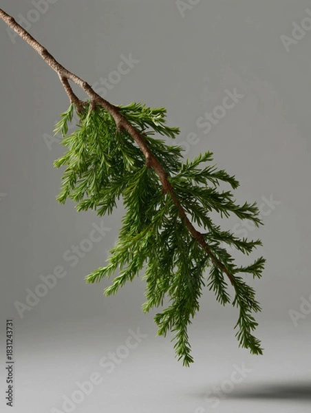 Obraz evergreen twig