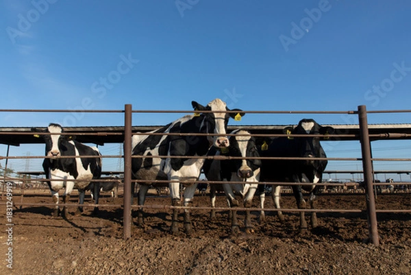 Fototapeta cows in cow farm fence
