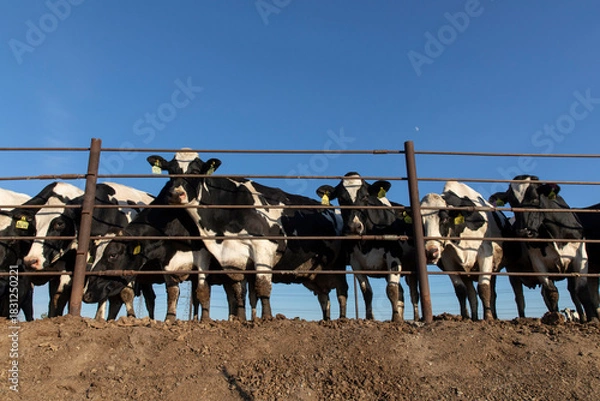 Fototapeta cows in cow farm fence
