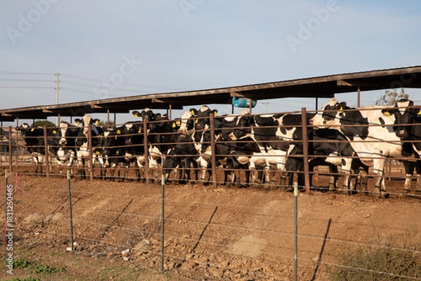Fototapeta cows in cow farm fence

