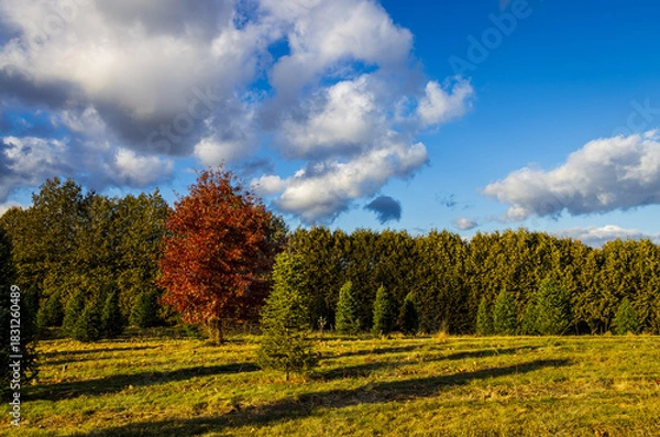 Obraz Pine farm in the end of autumn, with an oak tree in left with red and orange leaves, while the low sun cast long pine shadows in the foreground.