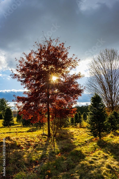 Obraz Vibrant autumn landscape of a pine farm, focusing on a central tree with red and orange foliage illuminated from behind by the sun, likely an oak, whose red and orange leaves are saturated with color.