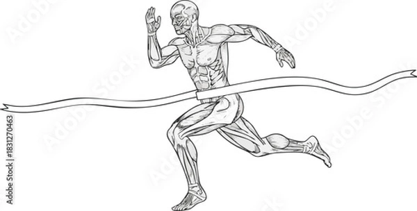 Fototapeta Anatomical illustration of a muscular man sprinting and breaking the tape at a finish line.