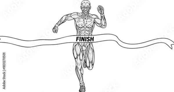 Fototapeta An anatomical illustration of a muscular human figure running and breaking the finish line tape in a race.
