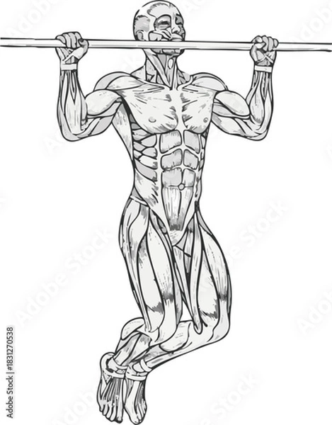 Fototapeta Anatomical illustration of a man performing a pull-up, showing the active muscles of the upper body and core.