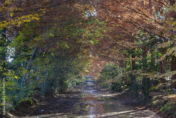 Fototapeta 森のトンネルと小川