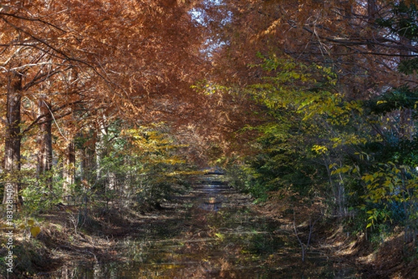 Fototapeta 小川と紅葉のトンネル
