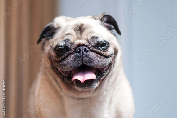 Obraz Pug looking at camera tilted head laughing
