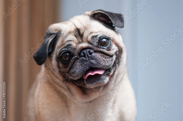 Obraz Pug looking at camera tilted head smiling