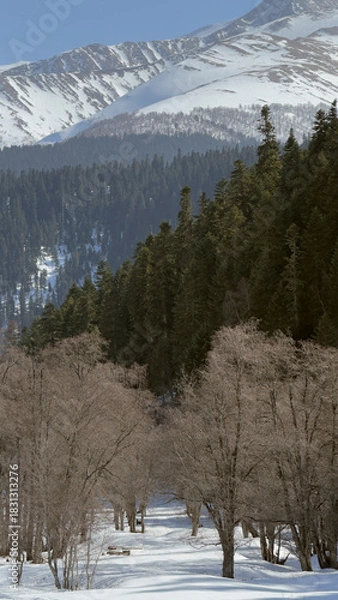 Obraz Snow covers the ground as bare trees line a path leading to tall mountain peaks under a blue sky