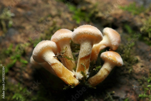 Fototapeta 産毛がかわいい、苔の生える枯れ木幹に小さなニガクリタケキノコ幼菌が育つ（自然環境下茸類マクロ撮影）